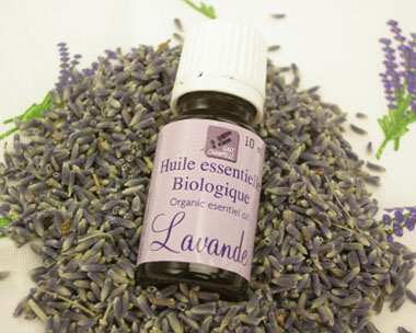Fine Lavender Organic essential oil from Sault's lavender fields